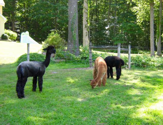 Highland Airs Alpaca Ranch